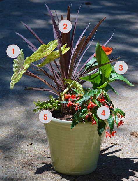 Tropical Plants Container Garden For Summer Color
