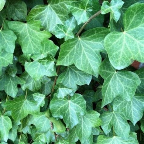 Other Baltic Ivy Plants Cold Hardy Ground Cover Shade Poshmark