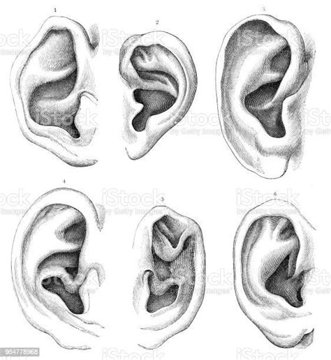 Human Ears Engraving 1894 Stock Illustration Download Image Now Ear