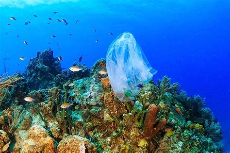 Biggest Threats To Coral Reefs Worldatlas