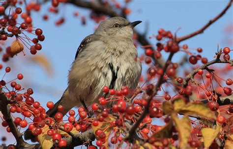 Polyphonic Mockingbird Bird Branches Berries Wallpapers Hd