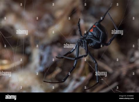 The Western Black Widow Spider Latrodectus Hesperus One Of The Few