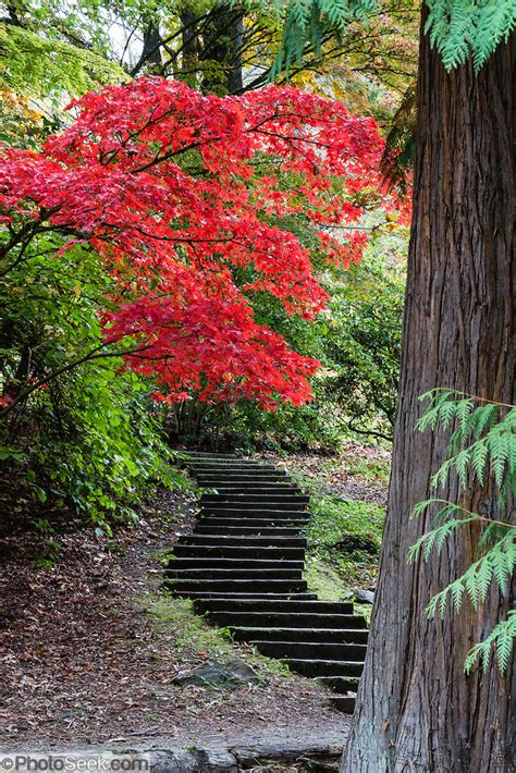 Japanese Maple Tree Red Fall Foliage Colors Steps