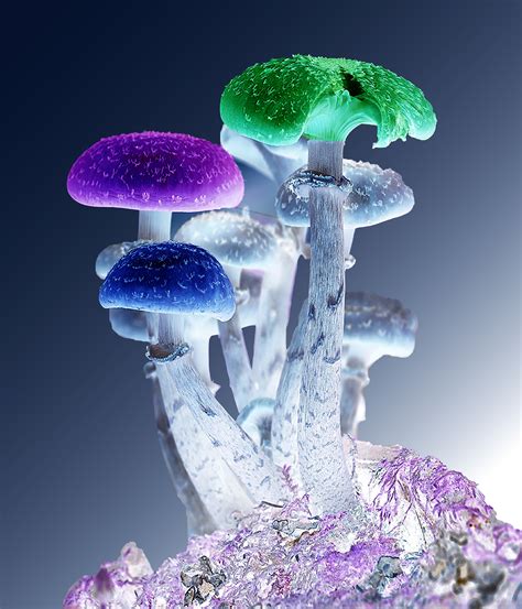 Mushrooms Color Psychedelic Frontier