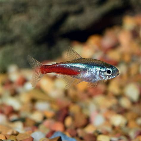 Neon Tetra Group Tropical Fish For Freshwater Aquariums