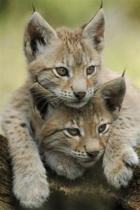 ~~lynx Kittens~~ Animals And Birds And Insects Pinterest