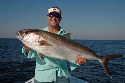 Amberjack Fish 14 Less Known Facts 2024