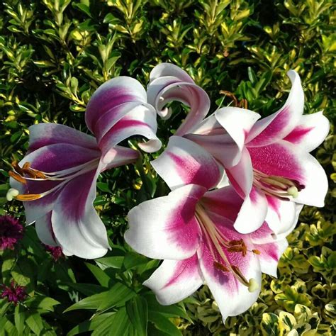 Lilium Oriental Lily Oriental Uploaded By Quinnedy