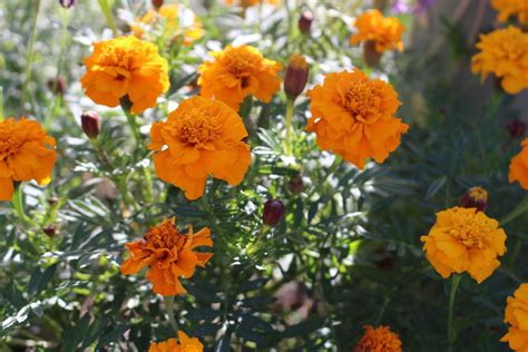 Marigold Madness These Orange Marigolds Have Been Performi Flickr