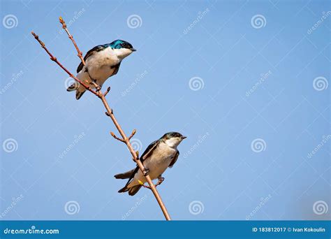 Cute Tree Swallow Birds Couple Mating Close Up Portrait In Spring Stock Image Image Of Feather