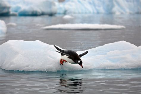 Cute Penguin Jumping On The Water From An Ice In Antarctica Stock Image