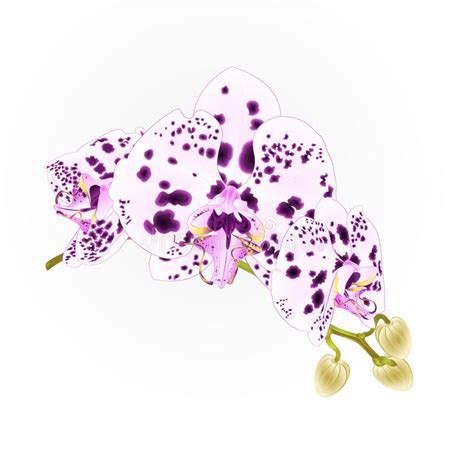 Stem Orchids Flowers With Dots Purple And White Phalaenopsis Tropical Plant Vintage Vector