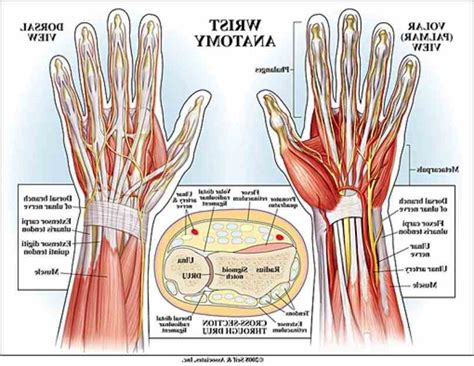 Anatomy Of The Human Wrist