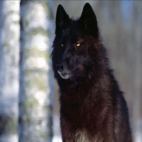 The Pack Black Wolf By Yukihamma On Deviantart