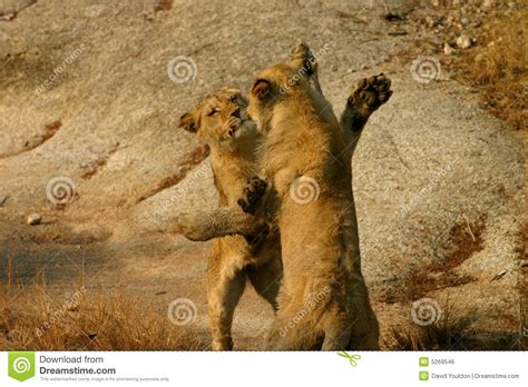 African Lion Cubs Playing Stock Photo Image Of Wild