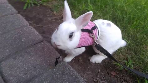 Bunny Goes For A Walk Youtube