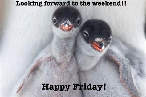 Happy Friday Cute Animal Pictures Wildlife Photos National
