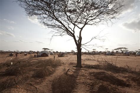 Photo Gallery Dadaab Kenya Somalis Fighting For Survival Dadaab Refugee Camp Refugee Camp