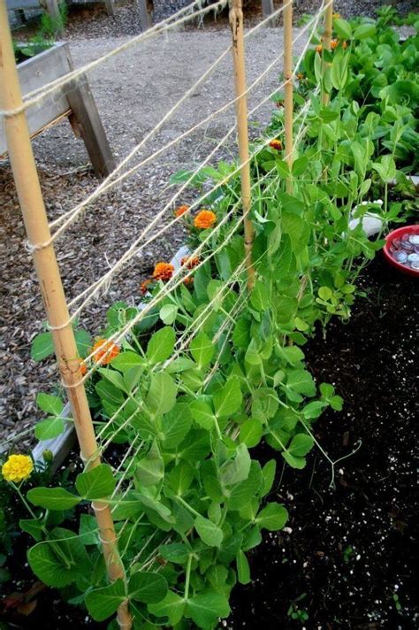 Advantages Of Growing Podded Peas In Raised Bed Diy Morning In 2020