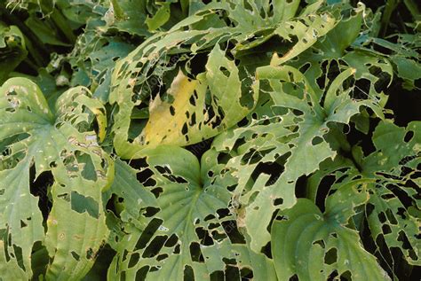 Slug Damage Of Hosta Leaves Stock Image B2750119 Science Photo