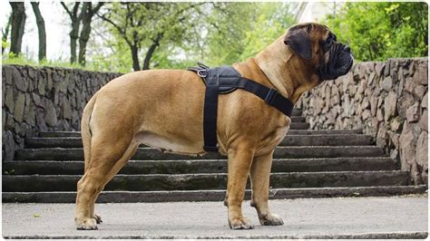 Bullmastiff Dog Breed Characteristics Basic Health And More