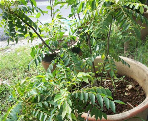 * bagi sesiapa yang tinggal di rumah bertingkat, memang sangat sesuai kerana pokok ini tidak memerlukan cahaya matahari yang banyak. Semua Menjadi: Pucuk Daun Kari