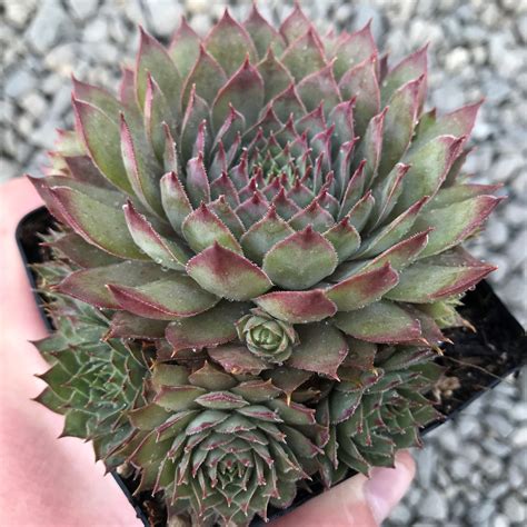 Sempervivum Red Beauty Hens And Chicks 35 Pot Little Prince To Go