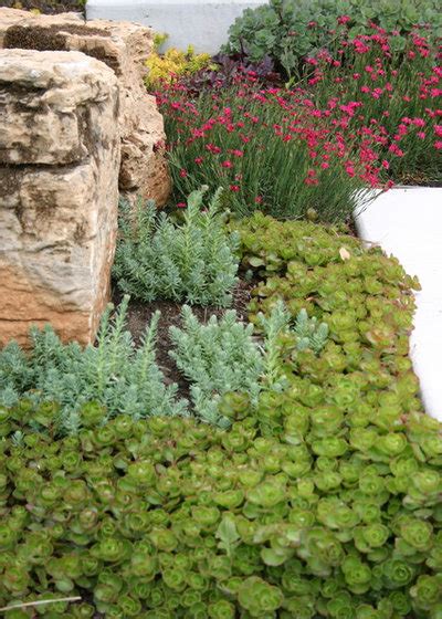 Modern eye care spring hill tn. 8 Succulents That Make Pretty, Easy-Care Ground Covers ...