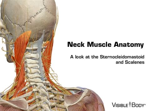 Some important structures contained in or passing through the neck include the seven cervical vertebrae and enclosed spinal cord, the jugular veins and carotid arteries, part of the esophagus, the larynx. Neck muscles