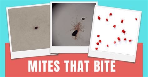 10 Examples Of Mites That Bite Humans And Pets
