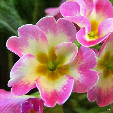 The Village Voice Fair Primrose February Flower Of The Month