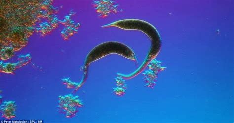 『翻译』池塘里的奇遇：摄影师为一滴水里的微生物拍下奇妙照片 自然控小组 果壳网 科技有意思