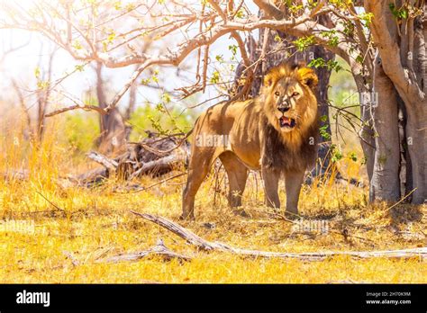 Adult Male Lion In African Savanna Stock Photo Alamy