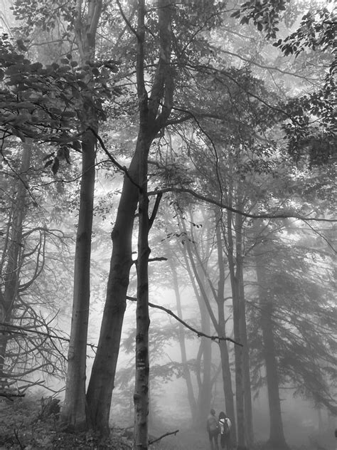 Bleeding Hearts Foggy Forest Autumn Fall Poland Essentials