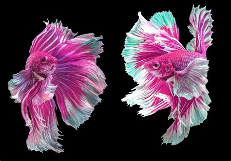 Betta splendens is a species of freshwater fish in the genus betta. Pink Betta Fish: A Genuine And Rare Creature To Have