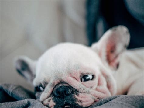 33 French Bulldog Rash Under Armpit Image Bleumoonproductions