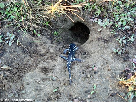 Tiger Salamanders And Mammals Underground Companions Pajarito
