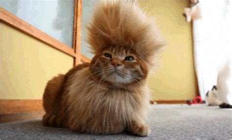 Its Caturday Celebrate With Afro Cat And More Cats