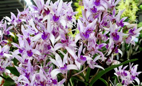 What You Need To Know About Australian Dendrobium Orchids Southern Suburbs Orchid Society Inc