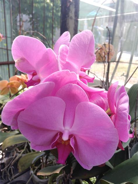 Bunga Anggrek Bulan Jumbo Orchids Plants