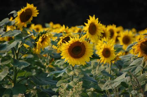 Mundane but Real: Sunflowers