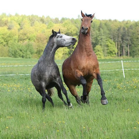 Two Amazing Horses Playing In Fresh Grass Stock Photo Image Of