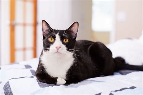 Black And White Cat Breeds A Guide