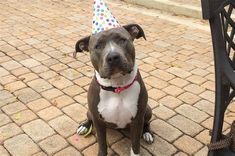 Its A Pitbull Birthday Party
