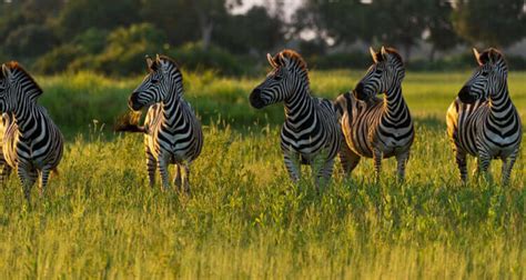 Compared to other breeds, they have harder. Zebra Habitat - Epic Photo Safaris