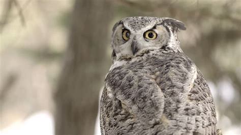 Why Owls Turn Their Heads Owls Turn Their Heads Almost 360 Degrees A