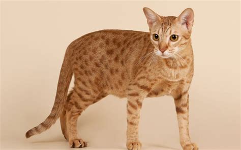 Limited registered abyssinian cat prices. The most expensive cat breed in the world will stun you ...