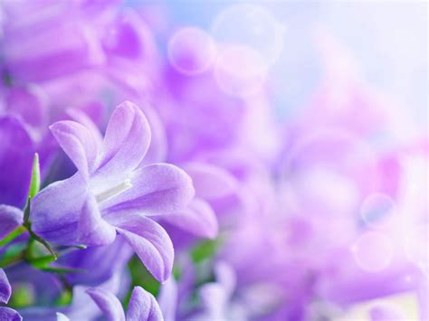 Purple Flowers Desktop Wallpaper Hd 5200x3250