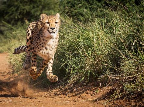 Top 128 Fastest Land Animal In The World