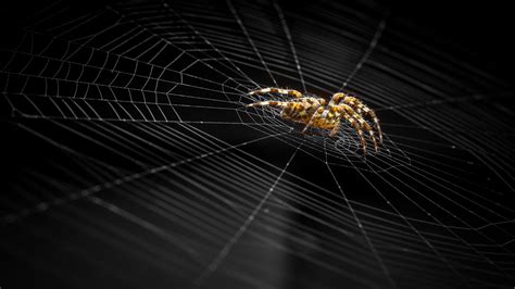 Spider Hd Wallpaper Background Image 2048x1152 Id779305